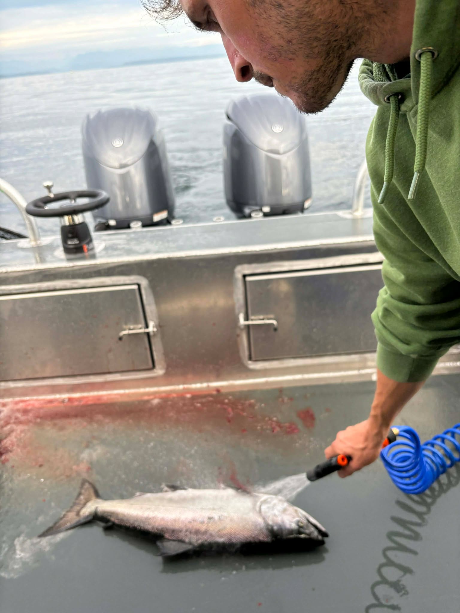 Fresh salmon catch on the charter boat